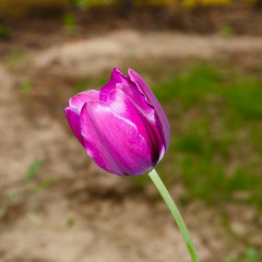 Pink tulip on the natural background