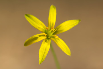 Naklejka premium Yellow star of Bethlehem (Gagea lutea) early spring flower, an Eurasian flowering plant in the family Liliaceae, a bulb-forming perennial herb with lanceolate leaves and yellow flowers.