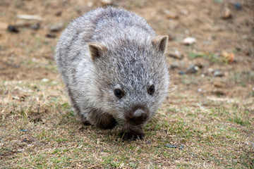 Wombat