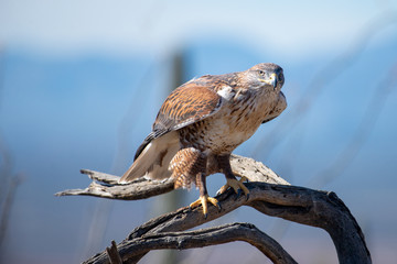Ferruginous Hawk on branch in Arizona Desert