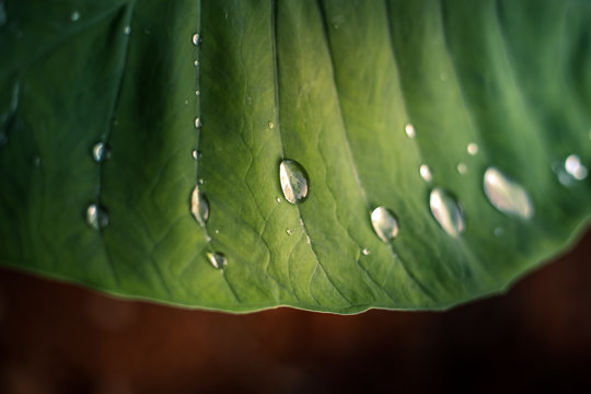 Green textured Colocasia Yam leaf with water droplets close up shot