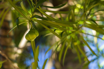 Lucky Nut Apricot green fruit on branch, close-up