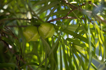 Lucky Nut Apricot green fruit on branch, close-up