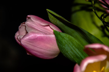 Pink tulips isolated against a dark background.