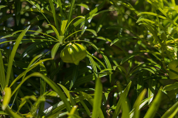 Lucky Nut Apricot green fruit on branch, close-up