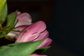 Pink tulips isolated against a dark background.