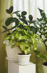 Syngonium podophyllum in the garden, is a species of aroid, and commonly cultivated as a houseplant.