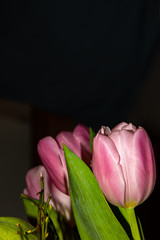 Pink tulips isolated against a dark background.