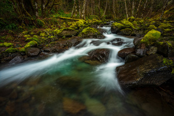 Tumble Creek flowing through the forest