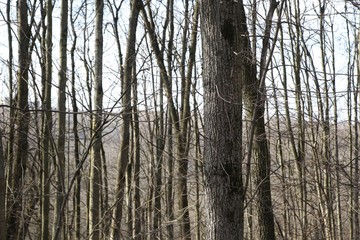 Deciduous forest in early spring.