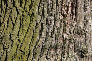 A fragment of the trunk of an old tree.