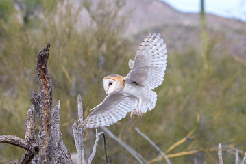 Barn Owl Flying. Silent predator bird of prey that hunts at night and eats mice and rats.