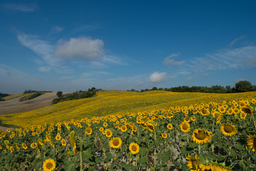 Obraz premium girasoli