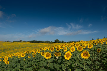 girasoli