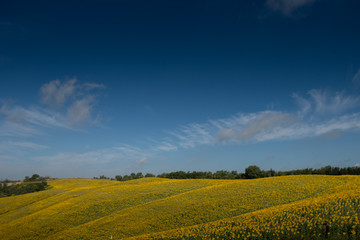 Fototapeta premium girasoli