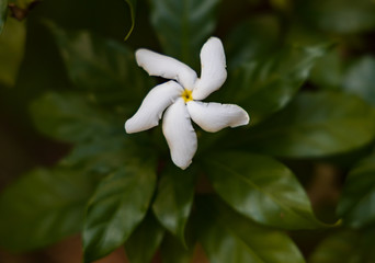 White Pinwheel jasmine flower close-up