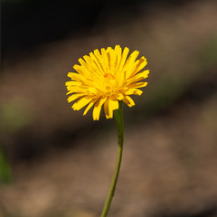 Single beautiful yellow dandelion flower
