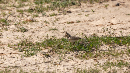 Single skylark in the grass