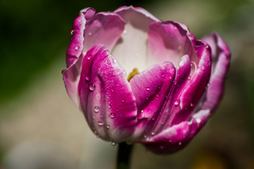 pink rose bud