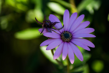 Fototapeta premium bee on flower