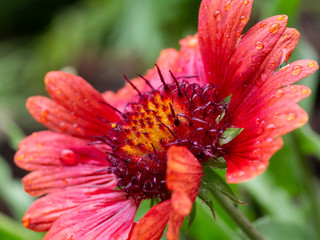 Gaillardia flower with raindrops on the petals. On a green background gaillardia close-up. Colorful floral background.