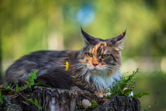 Maine coon cat portrait in the park. Photographed close-up.