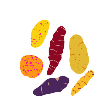 Vector illustration of Olluco. Superfood. Ullucus tuberosus, a tuber from South America, mainly Ecuador, Peru and Bolivia. Known as melloco or papa lisa.