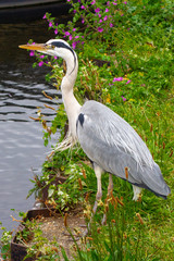Grey heron standing on the bank of the river Lea in Tottenham