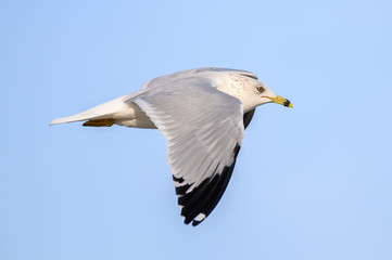Obraz premium Ring Billed Gull on the Coast