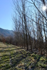 trees by the village road in the fall