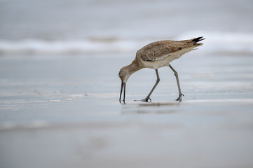 Willet on the beach