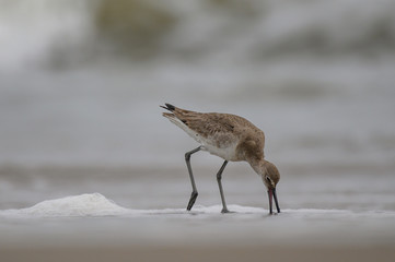 Willet on the beach
