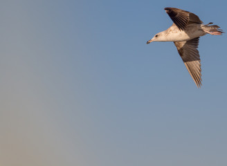 seagull in flight