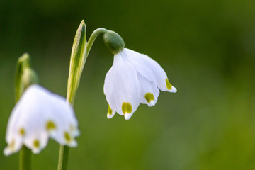Bezaubernd blühende Frühlingsknotenblume (Leucojum vernum), auch Märzenbecher, Märzbecher, Märzglöckchen oder Großes Schneeglöckchen genannt, ist ein Frühlingsbote im heimischen Garten