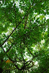 green leaves of tree