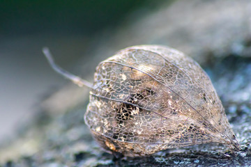 Skelettierte Physalis im Gegenlicht des Sonnenuntergangs zeigt die filigrane Struktur der...