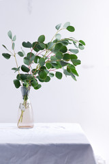 Natural twig of fresh evergreen Eucalyptus plant in a ceramic mug on a table covered textile cloth against light grey wall.