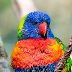 Coconut lorikeet, colorful bird perched on a branch