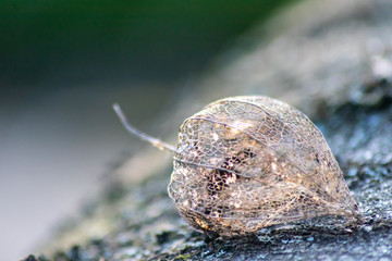 Skelettierte Physalis im Gegenlicht des Sonnenuntergangs zeigt die filigrane Struktur der Fruchthülle mit Blattadern und feinen Verästelungen in der transparenten Fruchthülle