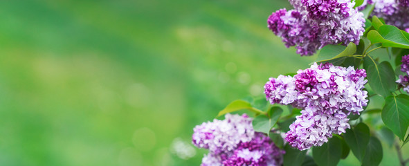 Obraz premium Blooming lilac flowers