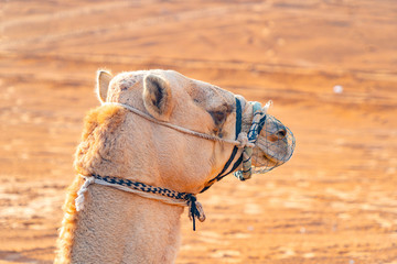 Group of Arabian camel or dromedary in sand desert safari in summer season with blue sky background...