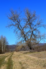 a big tree in the fall by the village road