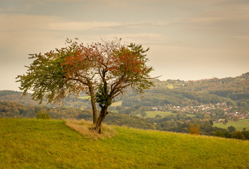 Fototapeta na wymiar single tree in a meadow with autumn leaves, in the background the mountains of the open forest and in the distance a village