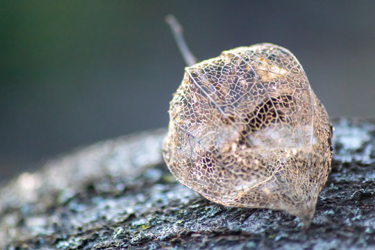 Skelettierte Physalis im Gegenlicht des Sonnenuntergangs zeigt die filigrane Struktur der Fruchth&uuml;lle mit Blattadern und feinen Ver&auml;stelungen in der transparenten Fruchth&uuml;lle