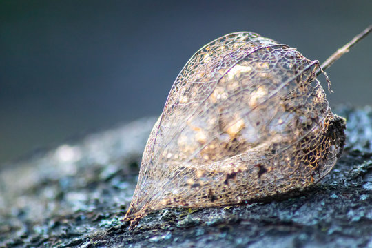 Skelettierte Physalis im Gegenlicht des Sonnenuntergangs zeigt die filigrane Struktur der Fruchth&uuml;lle mit Blattadern und feinen Ver&auml;stelungen in der transparenten Fruchth&uuml;lle