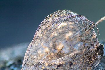 Skelettierte Physalis im Gegenlicht des Sonnenuntergangs zeigt die filigrane Struktur der...