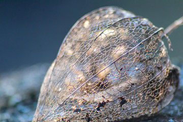 Skelettierte Physalis im Gegenlicht des Sonnenuntergangs zeigt die filigrane Struktur der...