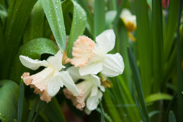 Tulip. Spring background of colorful flowers in the garden