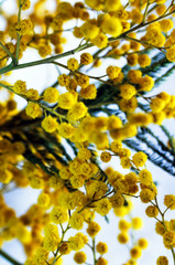 Macro closeup inflorescence of blooming Acacia dealbata also known as silver wattle, blue wattle or mimosa flower.