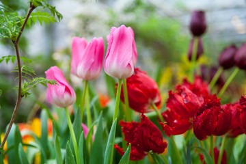 Tulip. Spring background of colorful flowers in the garden